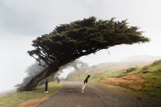 Woman on misty alley under wind blown tree