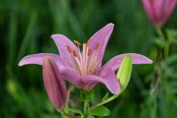 close up of a pink lily newly opened in the garden