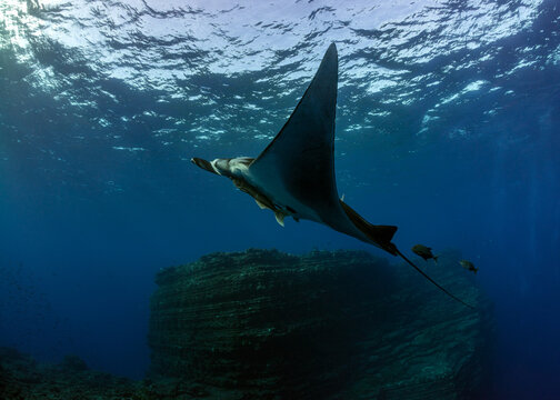 Manta Ray and a remora fish swimming in ocean, Socorro, Revillagigedo Islands, Baja California, Mexico