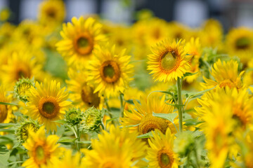 真夏のヒマワリ(向日葵)