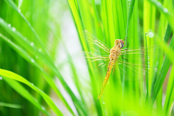 dragonfly on a green leaf