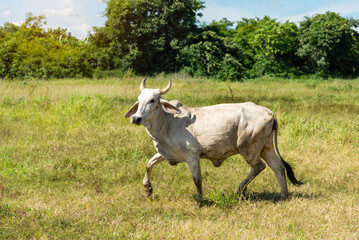 A cow running in a meadow field,  body portrait of a cow on pasture in motion