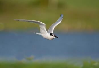 Sandwich tern, Sterna sandvicensis