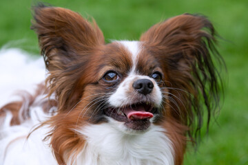 Purebred Dog Papillon portrait. Continental spaniel