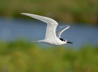 Obraz premium Sandwich tern, Sterna sandvicensis