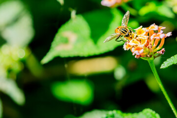 Mulberry Honey