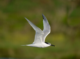 Sandwich tern, Sterna sandvicensis