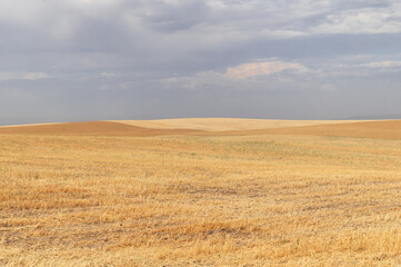 Yellow field against gray sky