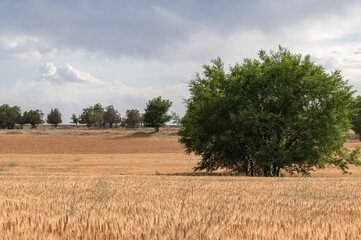 Obraz premium endless fields with golden ears of ripe cereals