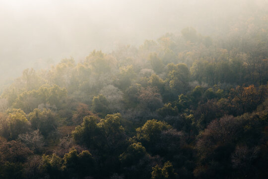 Fototapeta Picturesque scenery of dense forest against misty mountains in sunny morning