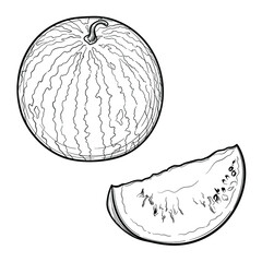 Hand Drawn Watermelon. Black and white. Vector illustration, isolated on a white background.