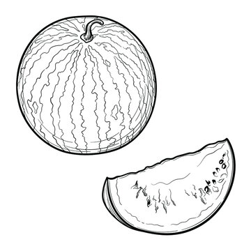 Hand Drawn Watermelon. Black And White. Vector Illustration, Isolated On A White Background.