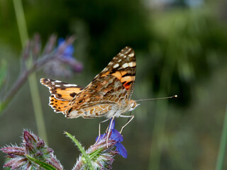 Painted Lady. Vanessa cardui.