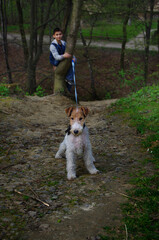 Dog pet, cute purebred puppy, funny animal, adorable doggy