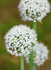 Flowering onions. Small flowers on legs are collected in a large ball. Umbellate plants. Vegetable garden in the summer in the village.