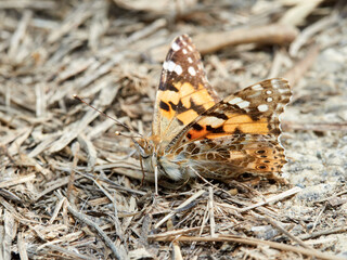 Painted Lady. Vanessa cardui.