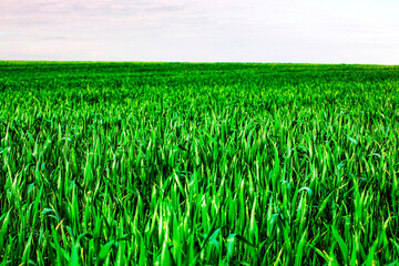 big green field, rye natural backgrounds grow