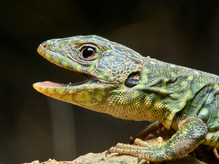 Eyed Lizard, Timon lepidus