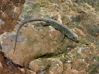 Eyed Lizard, Timon lepidus
