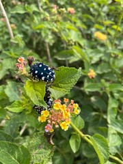 butterfly on a flower