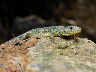 Eyed Lizard, Timon lepidus