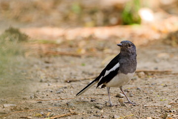 Oriental Magpie-Robin