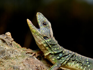 Eyed Lizard, Timon lepidus
