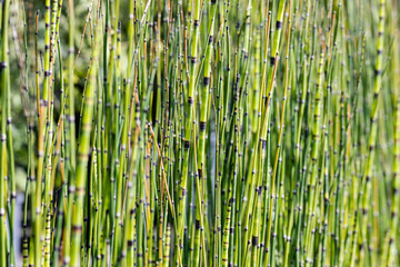 The stalks of Equisetum hyemale, (commonly known as rough horsetail, scouring rush, scouringrush horsetail or snake grass. This cultivar is the Equisetum hyemale “Robustum”. - obrazy, fototapety, plakaty
