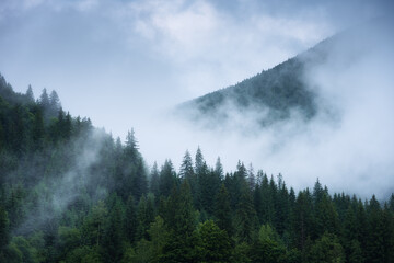 Cloudy carpathian forest after the summer rain