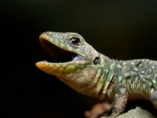 Eyed Lizard, Timon lepidus
