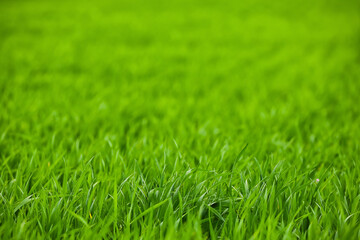 Fresh green grass on field