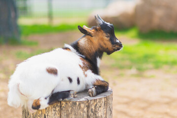 Naklejka na ściany i meble One cute baby goat on a farm sunny day green grass.A little sleeping baby goat at farm lie on stump.