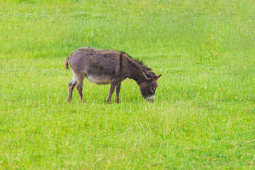 Naklejka na ściany i meble Gray brown donkey grazing on rural village meadow on summer day.copy space.Green background.