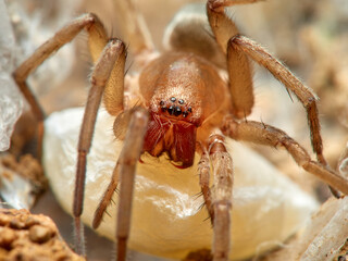 Land spider. Gnaphosidae family. 