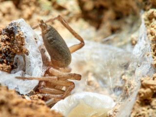 Land spider. Gnaphosidae family. 