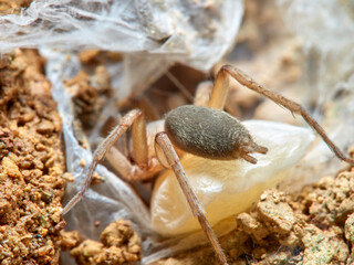 Land spider. Gnaphosidae family. 