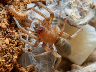 Land spider. Gnaphosidae family. 