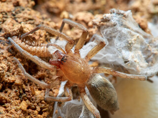 Land spider. Gnaphosidae family. 