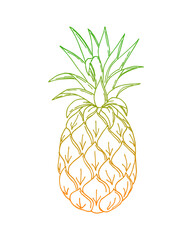 Pineapple doodling, ananas, color orang green gradient contour hand drawing, on a white background, isolated. Vector