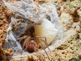 Land spider. Gnaphosidae family. 