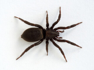Black spider. Gnaphosidae family. 