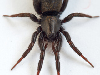 Black spider. Gnaphosidae family. 
