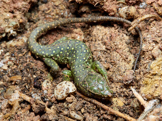 Eyed Lizard. Timon lepidus