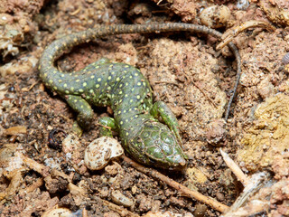 Eyed Lizard. Timon lepidus