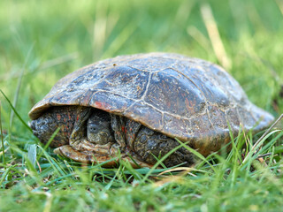Leprous turtle. Mauremys leprous