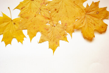maple leaf with streaks. autumn yellow dry tree leaf on a white background.