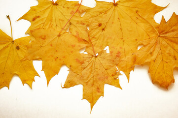 maple leaf with streaks. autumn yellow dry tree leaf on a white background.