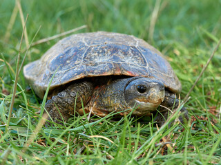 Leprous turtle. Mauremys leprous