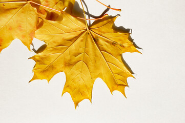 maple leaf with streaks. autumn yellow dry tree leaf on a white background.