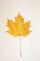 maple leaf with streaks. autumn yellow dry tree leaf on a white background.